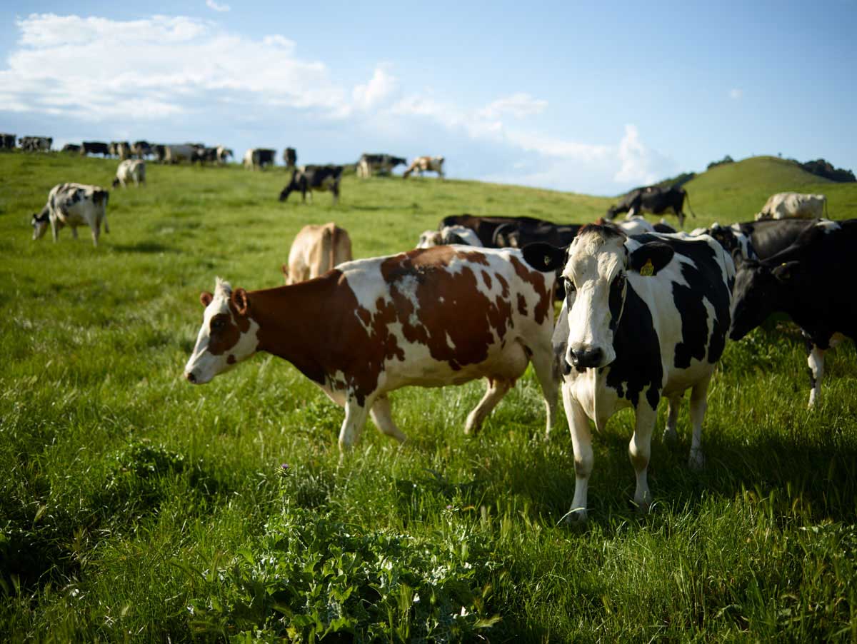 Australian Consolidated Milk (ACM)